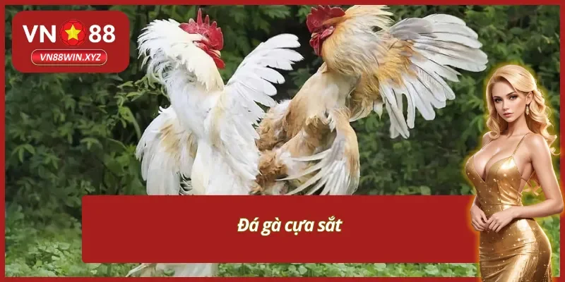 Sảnh đá gà VN88 với trận đấu sử dụng cựa sắt